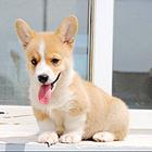 精品威尔士柯基犬出窝 三色柯基犬 纯种健康柯基犬