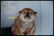 通化正规柴犬犬舍（优莱柴犬），欢迎来电咨询