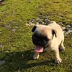 许昌巴哥犬舍基地常年出售纯种巴哥双血巴哥幼犬
