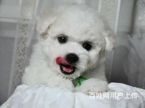 出售微小体型泰迪犬 茶杯泰迪犬 北京市泰迪犬价格的图片