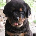 抚州【*推荐】罗威纳犬舍‖罗威纳养殖场