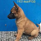 出售  小马犬  幼犬
