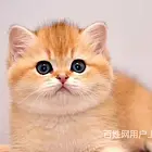 河南漯河纯血11色金渐层猫舍直销