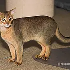 江苏扬州纯种索马里幼猫送货上门