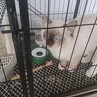 布偶猫出售