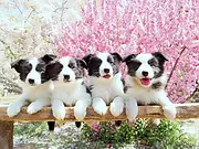 池州本地边牧犬价格，本地哪儿可以买到边牧犬
