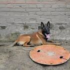 曲靖卖马犬的犬舍，犬舍马犬一般价位