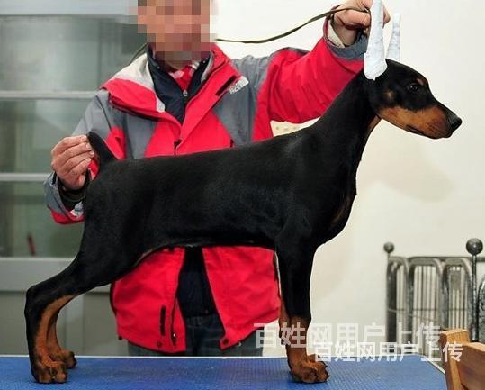 阿拉善纯种比熊价位知名比熊犬舍的图片