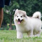 鹤岗上哪家店可以买到阿拉斯加买阿拉斯加一只需要多少钱