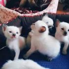 嘉兴在哪可以买到纯种暹罗猫  纯种暹罗猫要多少钱呢