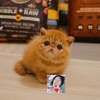 哪里有纯种加菲猫卖 新手怎么养 价格多少