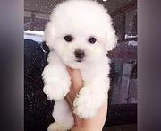 白山宠物店店主卖现货比熊幼犬 比熊幼犬多少钱一只