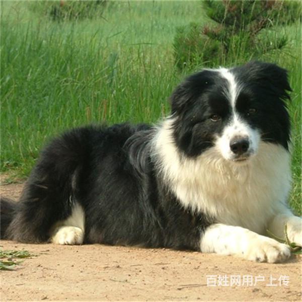 台州CKU认证边牧基地  边牧犬舍直销的图片