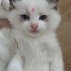 卖布偶猫