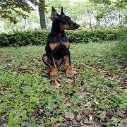 玉林CKU认证杜宾基地 杜宾犬舍直销