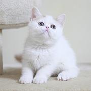 日照本地哪里卖加菲猫，加菲猫多少钱一只！