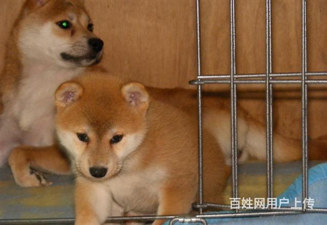 纯种日系柴犬 超级聪明忠实血统纯正品相好健康