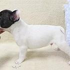 保定犬舍卖法斗。法斗一般什么价位