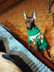 转让贵宾犬