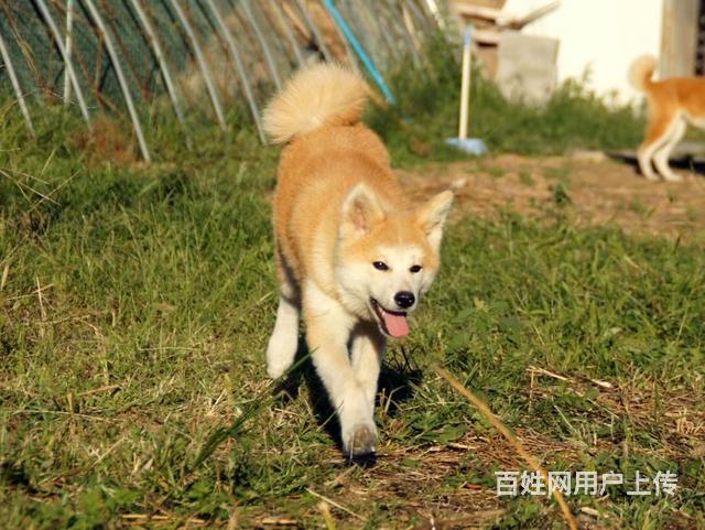 出售纯种秋田犬高品质血统纯正签订售后质保协贩