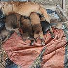 个人放牛马犬给钱就卖