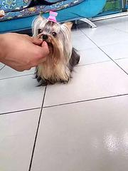 嘉兴宠物店卖约克夏，约克夏幼犬一只多少钱
