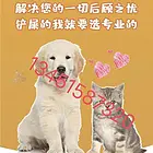 泉州宠物托运专业活体物流猫狗长途邮寄快递