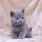 河南三门峡双血统英短蓝猫多少钱一只