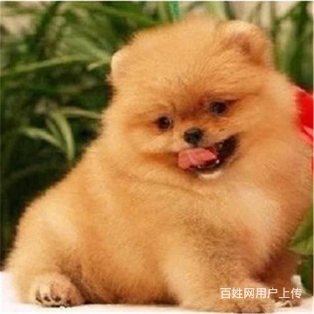 毕节卖茶杯犬的狗场，小茶杯犬多少钱一只的图片