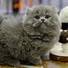 浙江嘉兴猫舍曼基康矮脚猫一手出售