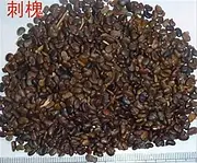 刺槐种子今年市场价