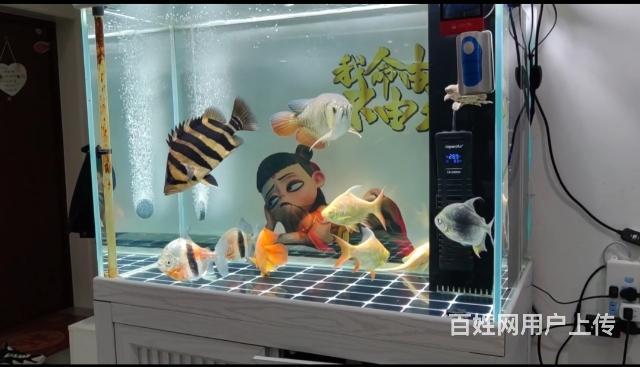 着急卖观赏鱼的图片