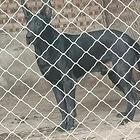 黑狼犬