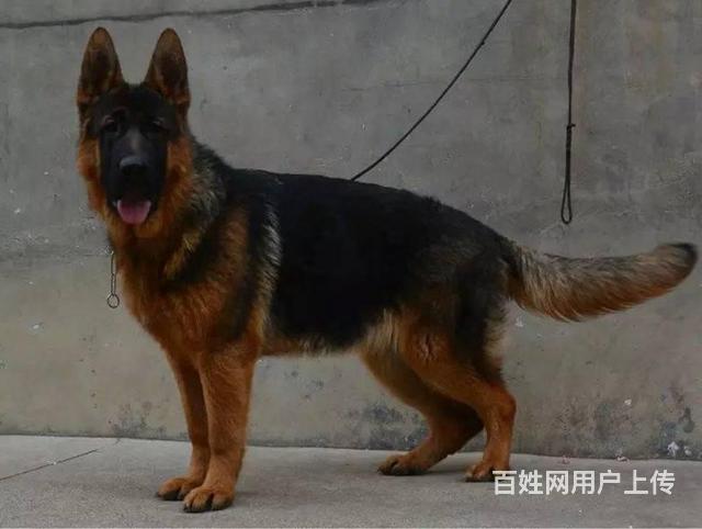 德国牧羊犬多少钱 德牧体重多少 德牧图片 德牧好