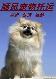 焦作修武宠物托运 （猫狗活体运输）一对一上门接送 邮寄到全国