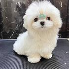 本地推荐精品马尔济斯犬价格 保健康签订协议