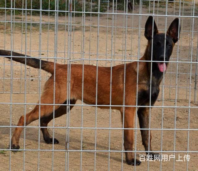 马鞍山本地卖最好的马犬幼犬 大型养殖场出售