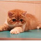 曲靖本地哪里卖加菲猫，加菲猫多少钱一只！