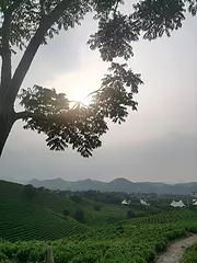 七月安吉白 充满希望 小戴白茶直销