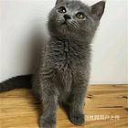 湖北宜昌双血统澳血蓝猫到手价格