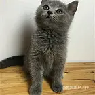 湖北宜昌双血统澳血蓝猫到手价格