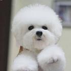白色比熊 棉花糖比熊犬 三个月小比熊犬