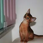 阿比西尼亚猫价格 红阿比多少钱 红阿比好养吗