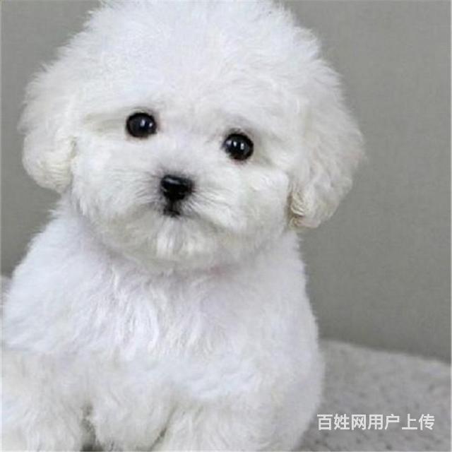 威海纯种泰迪去哪儿卖▲纯种泰迪犬舍的图片