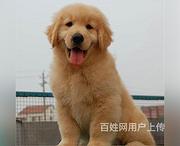 邵阳正规金毛基地正规养殖金毛