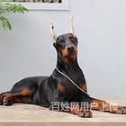【货到付款犬舍】唐山杜宾多少钱 杜宾好养吗 哪里有卖图