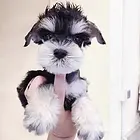 【货到付款犬舍】五家渠雪纳瑞多少钱 雪纳瑞好养吗图