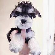 【货到付款犬舍】白山雪纳瑞多少钱 雪纳瑞好养吗图