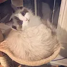 衡阳哪里有卖纯种布偶猫的猫场基地，本地布偶猫价格