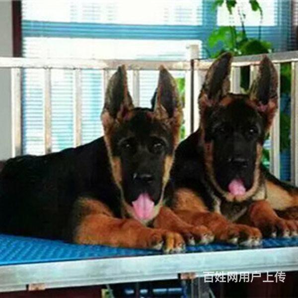 威海本地德牧犬舍在哪儿▲本地德牧养殖基地的图片